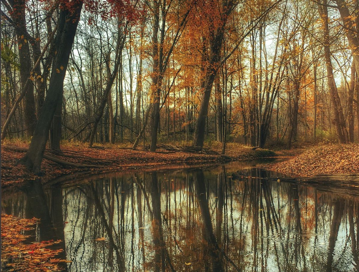 Stiller Herbstwald mit Wasserspiegelung und buntem Laub — die ruhige Atmosphäre der Erkältungssaison