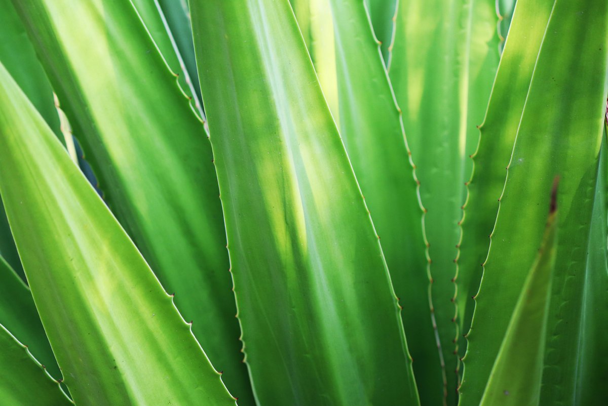 Frische Aloe-Vera-Pflanze in Nahaufnahme — natürlicher pflegender Inhaltsstoff