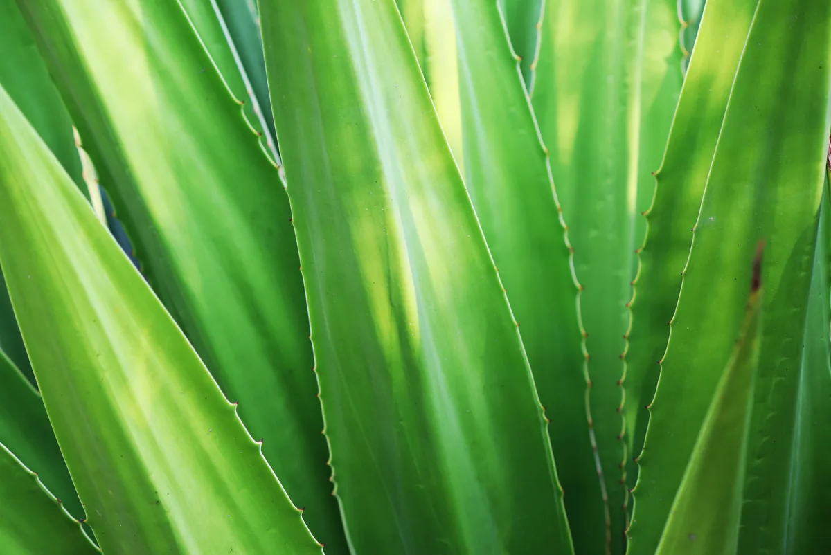 Frische Aloe-Vera-Pflanze in Nahaufnahme — natürlicher pflegender Inhaltsstoff